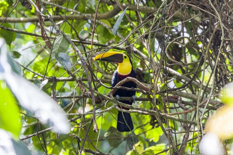  Chestnut-mandibled toucan (Costa Rica)