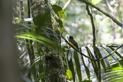  Black-throated Trogon (Costa Rica)