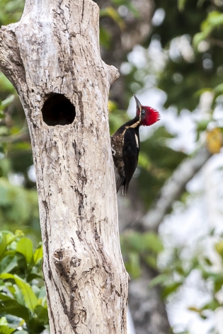  Lineated woodpecker (Costa Rica)