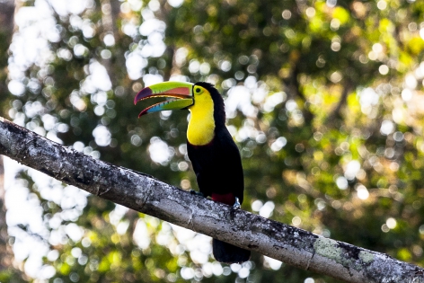  Tucán Piquiverde (Costa Rica)