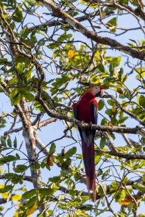  Ara rouge (Costa Rica)
