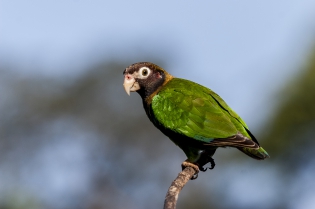  Brown-hooded parrot (Costa Rica)
