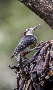  Black-cheeked woodpecker (Costa Rica)