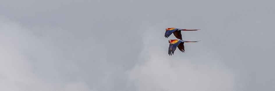  Scarlet Macaw (Costa Rica)