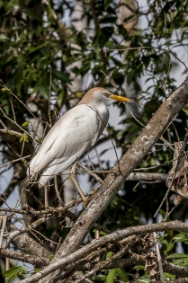  Héron garde boeufs (Costa Rica)