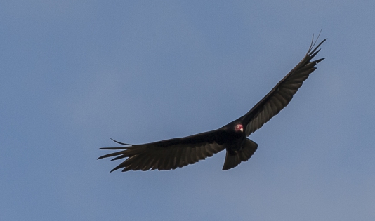  Turkey vulture (Costa Rica)