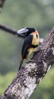  Arasarí Acollarado (Costa Rica)