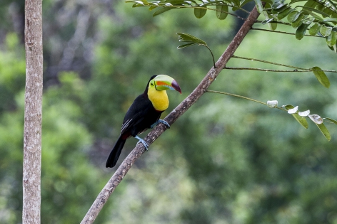  Keel-billed Toucan (Costa Rica)