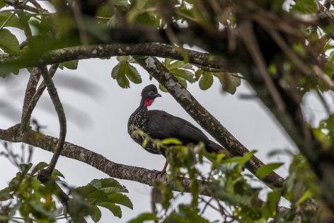  Pénélope panachée (Costa Rica)