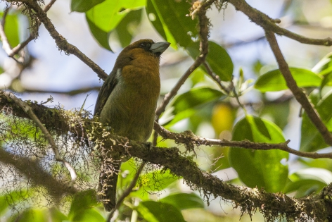  Cabezón Cocora (Costa Rica)