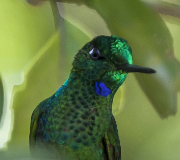  (Costa Rica)