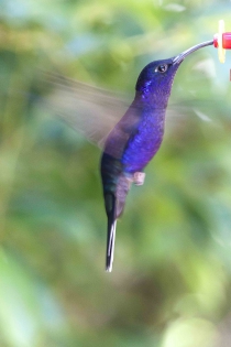  Campyloptère violet (Costa Rica)