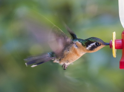  colibri à gorge pourprée (Costa Rica)