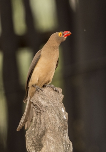  Red-billed oxpecker