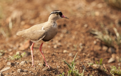 Crowned lapwing (South Africa)