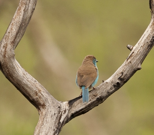  Blue Waxbill (South Africa)