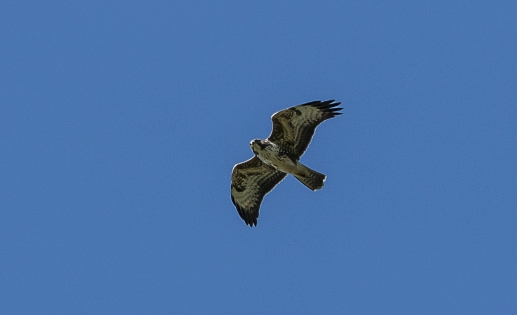  Common buzzard (France)