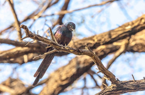  Meves's Starling (Namibia)