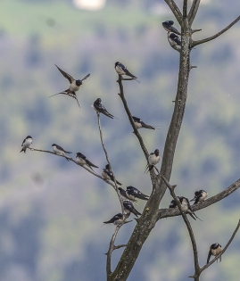  Barn Swallow (Switzerland)