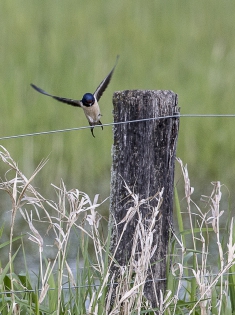  Barn Swallow (Switzerland)