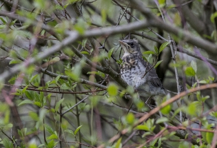  Fieldfare young (France)