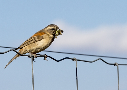  White-browed sparrow-weaver (South Africa)