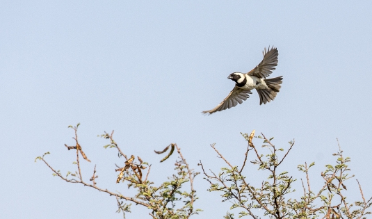  Cap Sparrow ♂ (South Africa)