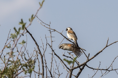  Gorrión Mossie ♂ ♀  (SudAfrica)
