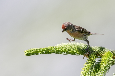  Common Redpoll (France)