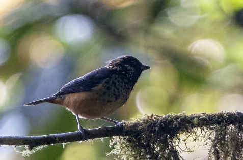  Spangle-cheeked tanager (Costa Rica)