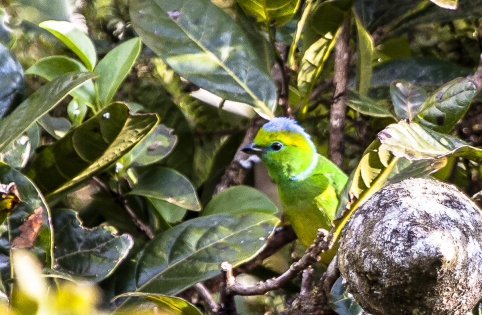  Organiste à sourcils jaunes (Costa Rica)
