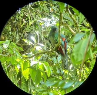  Quetzal ♀ (Costa Rica)