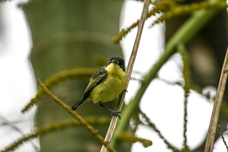  Common Tody-Flycatcher (Costa Rica)