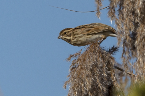  Common Reed Bunting (Swiss)