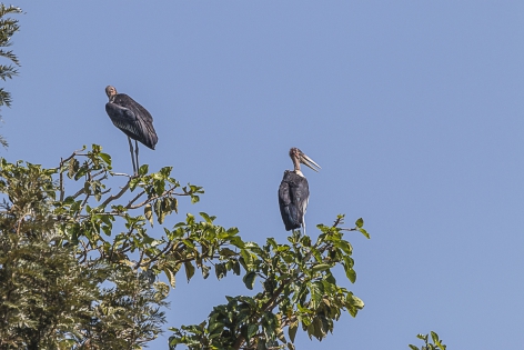  Marabout d'Afrique (Ethiopie)