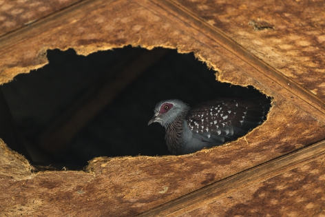  Pigeon roussard (Ethiopie)