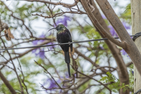  Bronzy sunbird (Ethiopia)