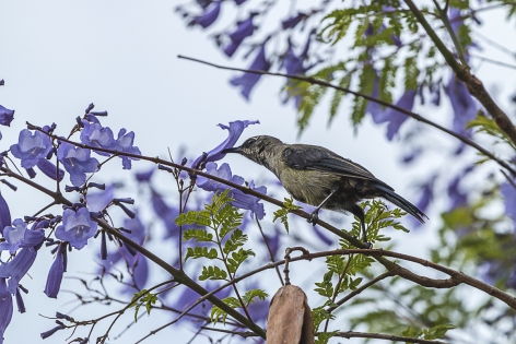  Grey sunbird (Ethiopia)