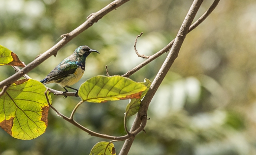  Variable Sunbird (Ethiopia)