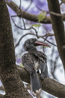  Hemprich's Hornbill (Ethiopia)