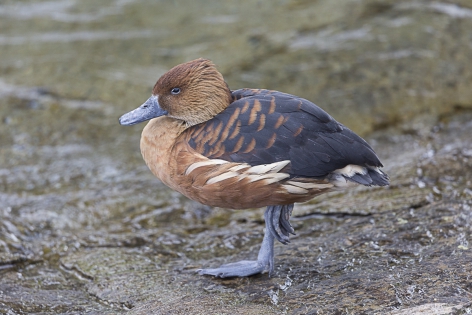  Fulvous whistling duck (Switzerland)