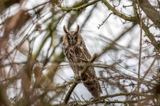  Long-eared owl (Swiss)