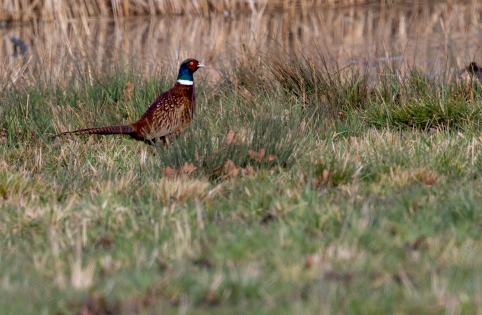  Common pheasant ♂ (Swiss)