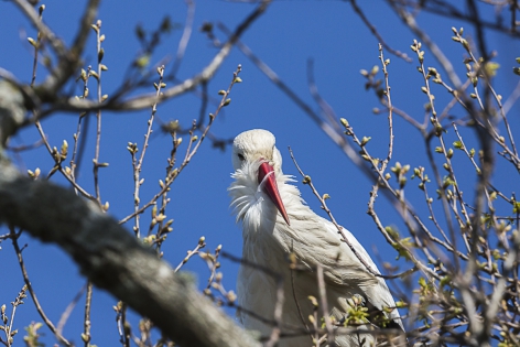  White Stork (France)