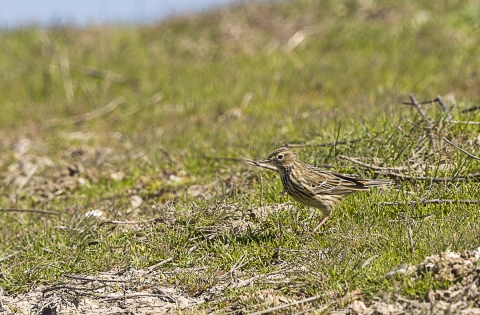  Meadow Pipit (France)