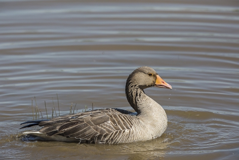  Greylag Goose (France)