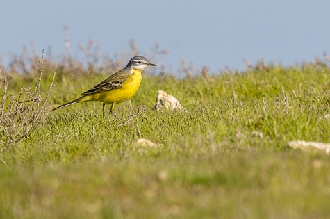  Western Yellow Wagtail (France)