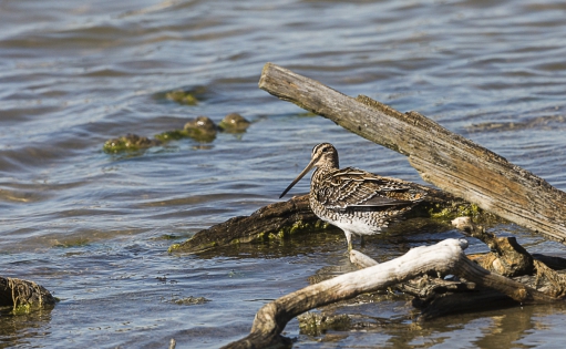  Common Snipe (France)