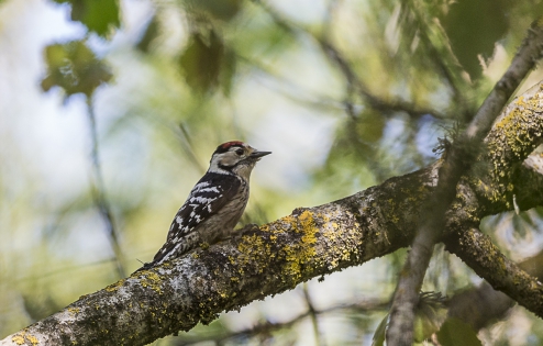  Lesser Spotted Woodpecker (France)