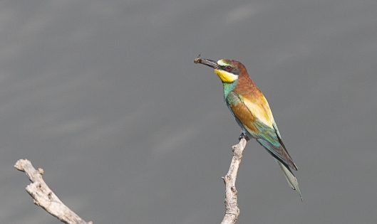  European Bee-eater (Switzerland)
